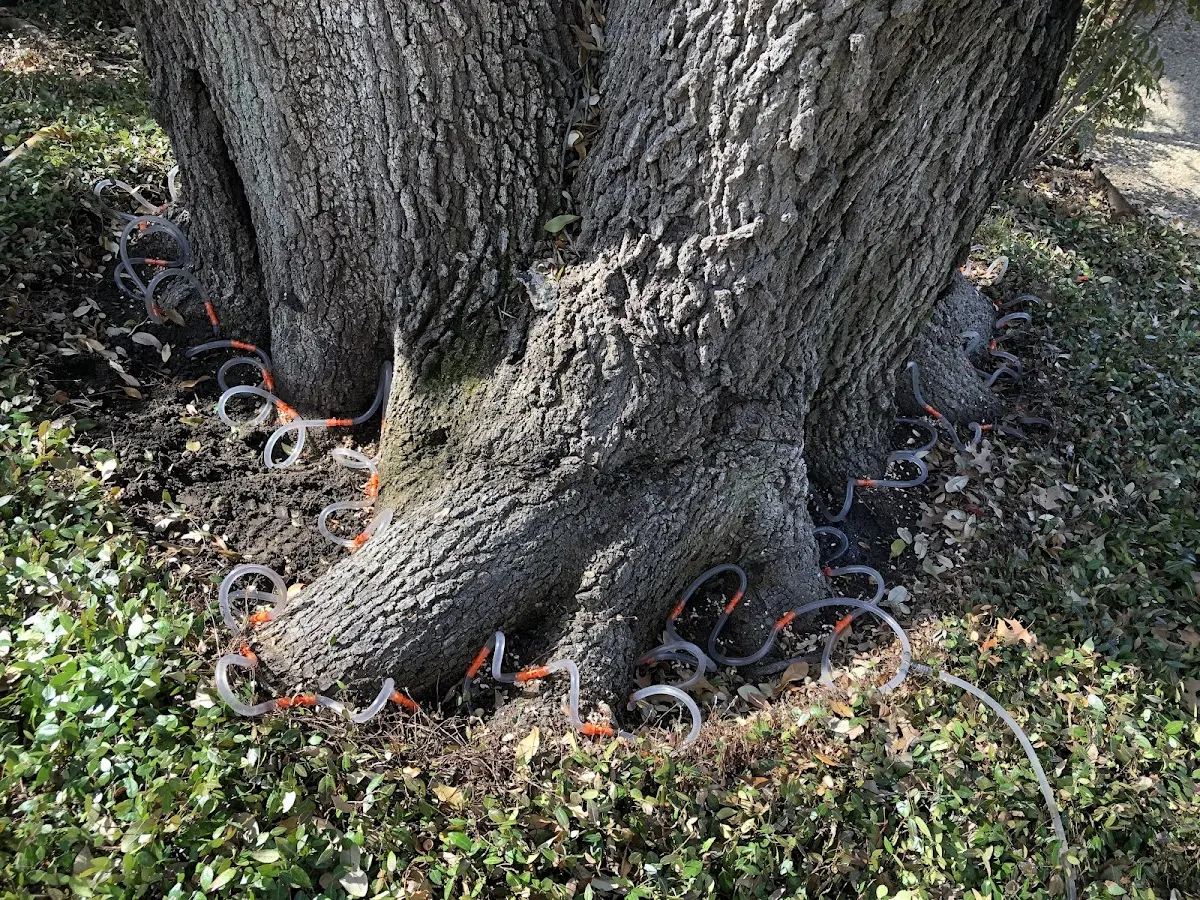 Detailed Tree Cabling and Bracing job site in Anacoco